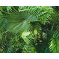 Tapeta w liście palmy MHT0-66