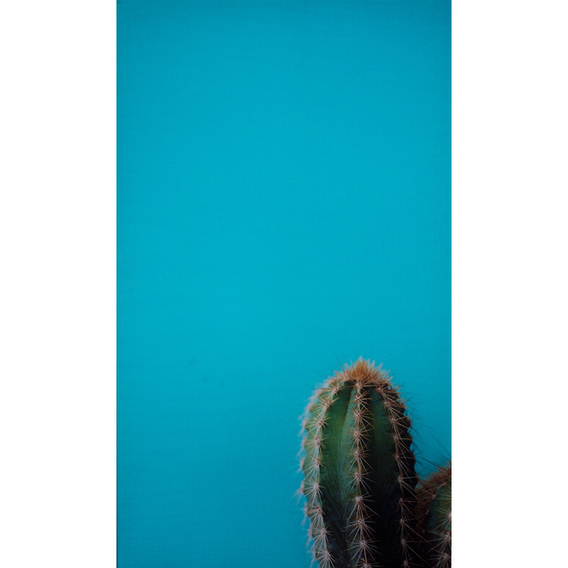 Obraz drukowany na płótnie kaktus MHD0-02-05